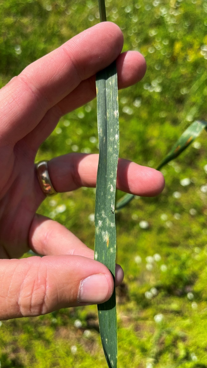 Powdery mildew on the flag leaf in wheat.